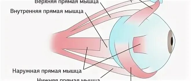 Мышца хрусталика цилиарная мышца. Цилиарная мышца глаза тренировка. мышцы глаз при миопии. паралич верхней прямой мышцы глаза. воспаление глазной мышцы.
