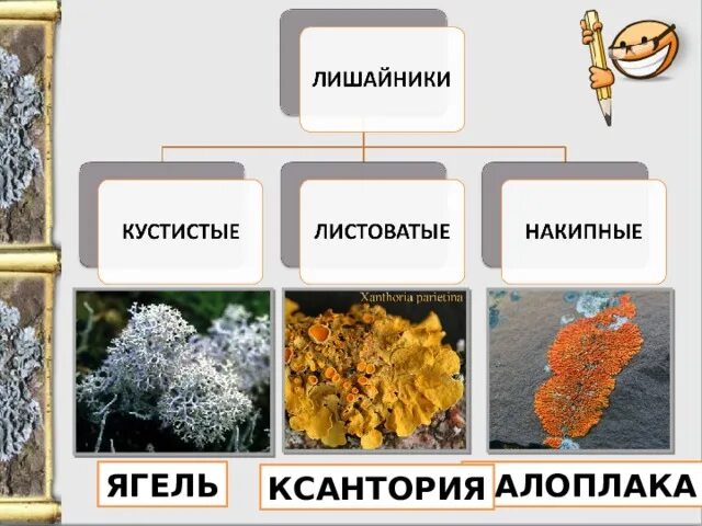 Лишайники относятся к группе. Лишайники накипные кустистые. Лишайники накипные листоватые. Ксантория лишайник накипной. Кустистые листоватые накипные лишайнник.