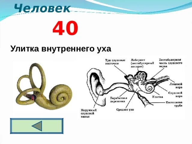 Внутреннее ухо улитка функции. Структура улитки внутреннего уха. Улитка ухо. Функции улитки внутреннего уха. Три отдела внутреннего уха