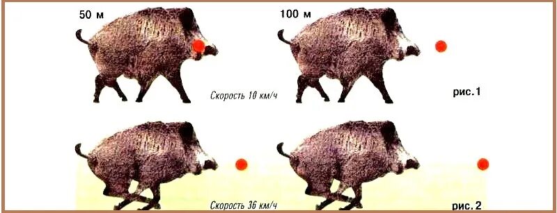 Средняя скорость бега медведя. Стрельба по бегущему кабану.