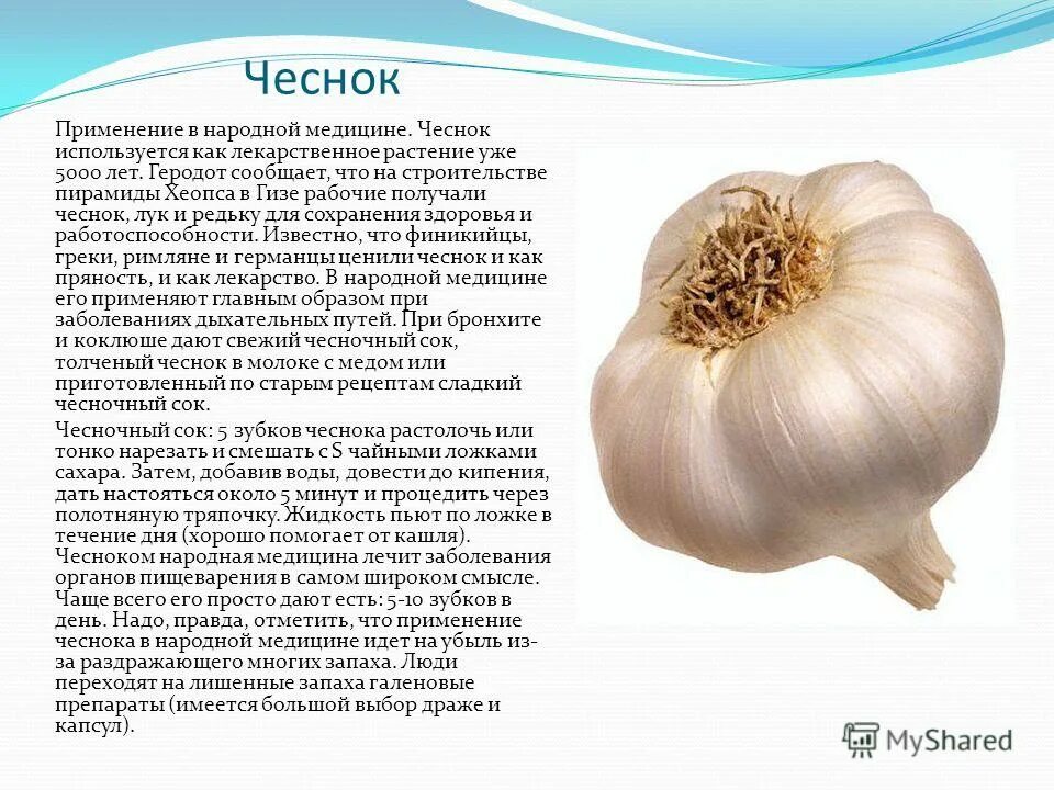 Информация о чесноке. Чеснок. Рассказ о чесноке. Сообщение о чесноке. Какой чеснок полезнее