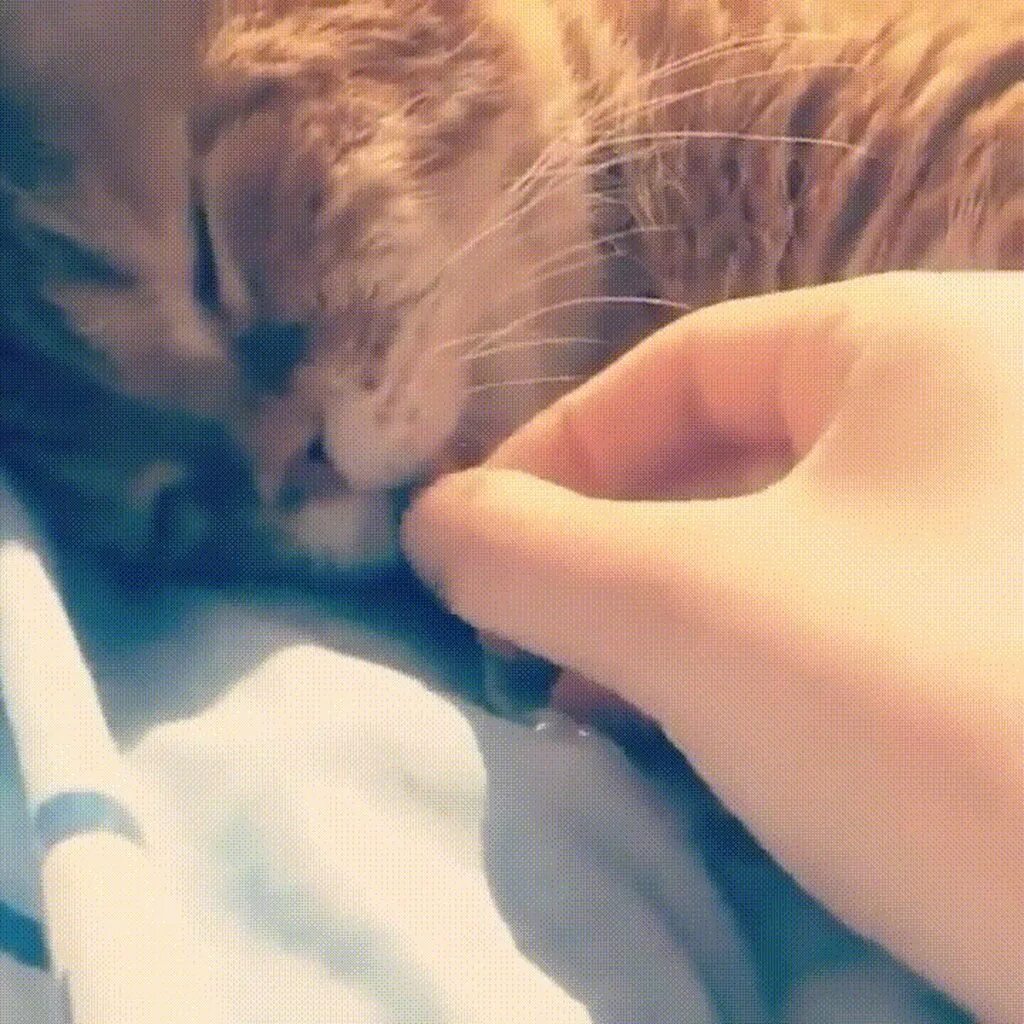 Кусачая кошка. Кошка кусает руку. Кошка кусает руку. Позитивные поглаживания. Кот кусает руки сон.