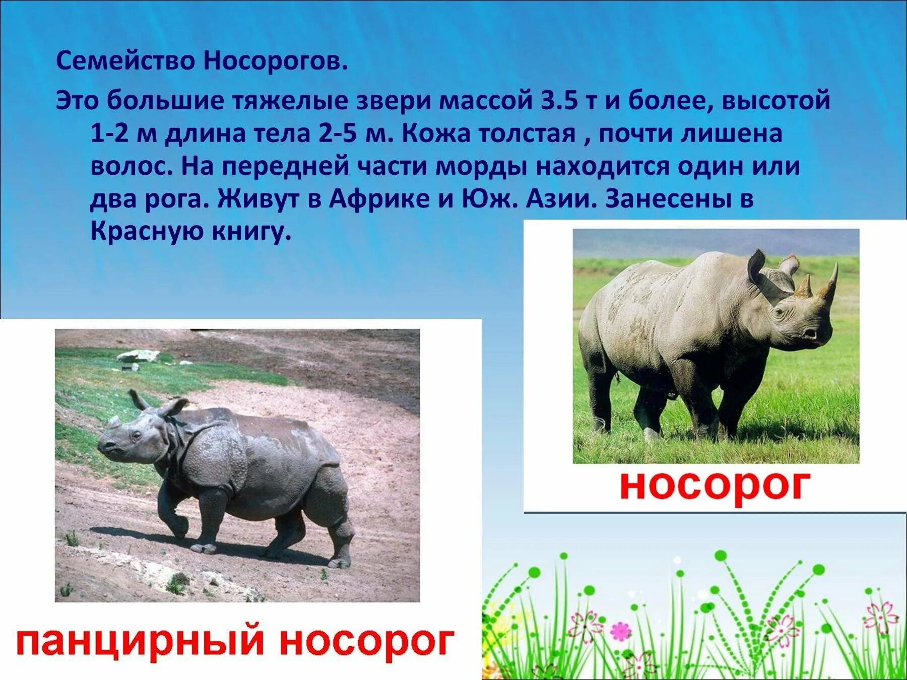 Текст описания носорог. Презентация на тему носороги. Доклад белый носорог красная книга. Доклад про носорога. Информация о носороге.