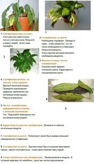 Женское счастье желтеют листья что делать причина