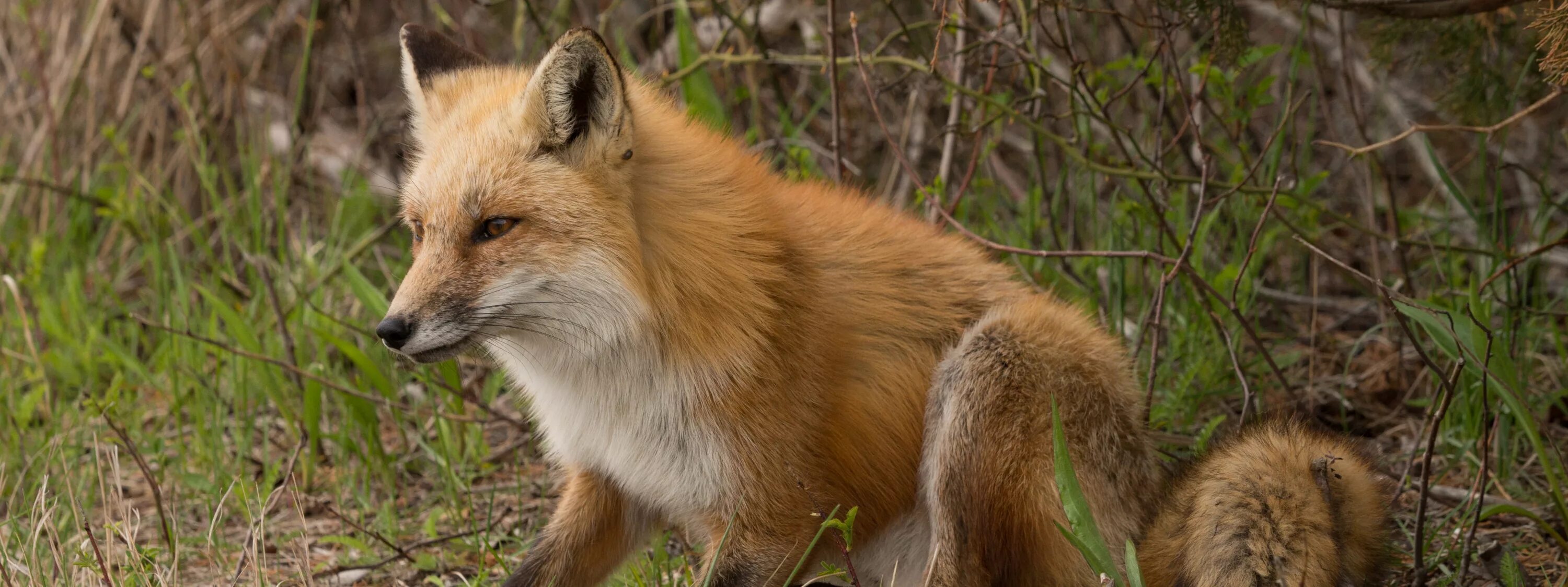 First fox. Лиса отдыхает. Лиса в Саратовской области фото. Мыши лисы. Очень широкие картинки красивые природа и животные.