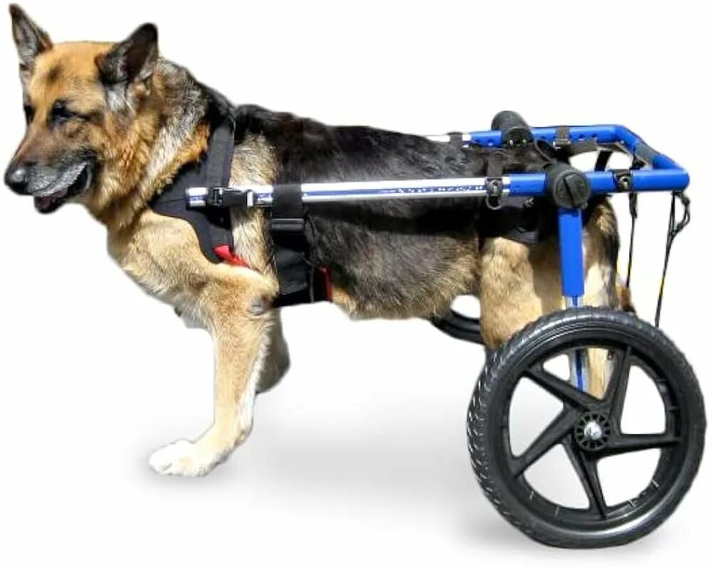 Инвалидные коляски Dog wheelchairs. Коляска Квадро для собак инвалидная. Коляска для собак инвалидов. Коляска для задних лап собаки.