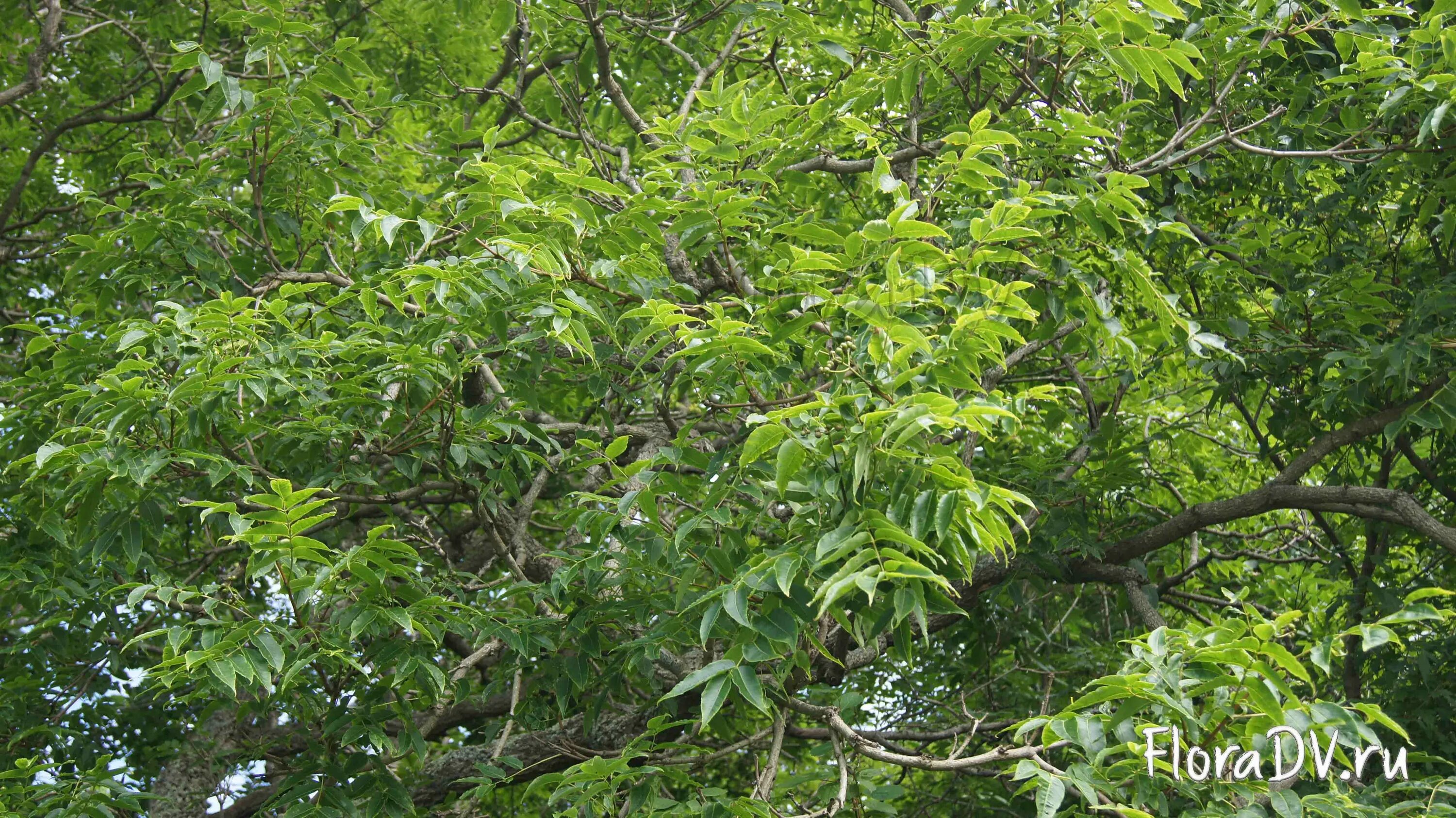 Где растет амурский. Бархат Амурский -Phellodendron amurense. Амурский бархат и маньчжурский орех. Бархат Амурский листья. Бархат Амурский ареал.