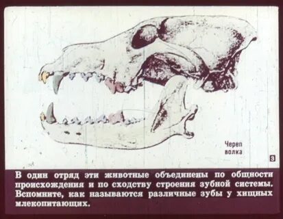 Зубы отряда хищные