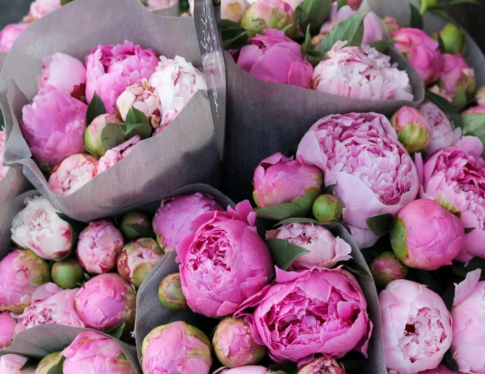 Пионы кемерово. Розоподобные пионы. Пион Смоута. Пиони Пинк / Peony.