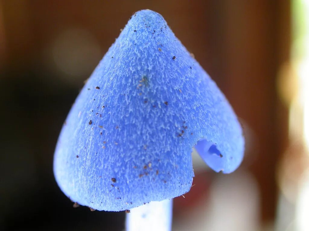 Живой синий гриб. Гриб Энтолома голубая. Синий гриб Энтолома. Entoloma hochstetteri небесно-голубой гриб. Энтолома небесно-голубая.