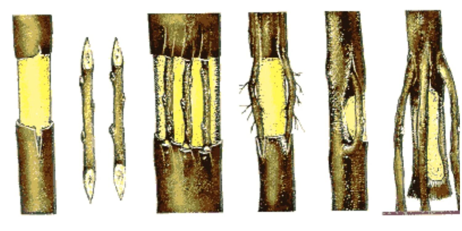 Мыши погрызли кору. Прививка мостиком плодовых деревьев. Прививка черенков мостиком. Окулировка яблони глазком. Прививка яблони мостиком весной.