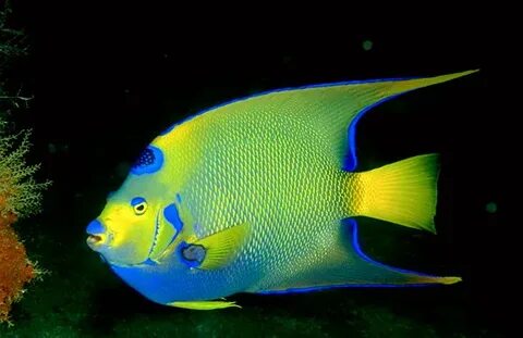 See fish
