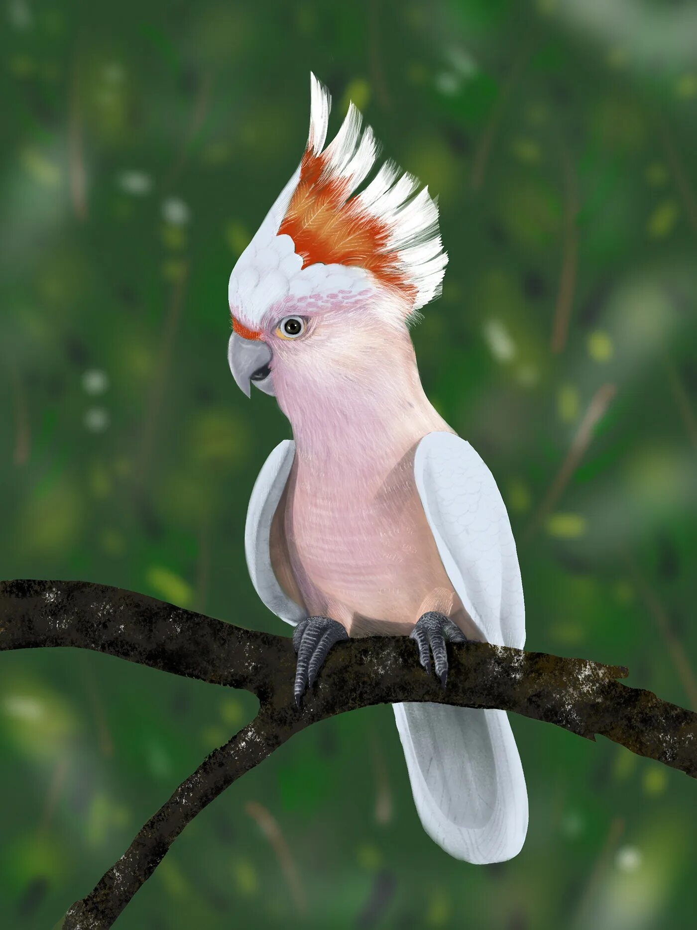 Разноцветное какаду. Попугай Какаду. Mitchell Cockatoo. Австралийский попугай Какаду. Карликовый Какаду.