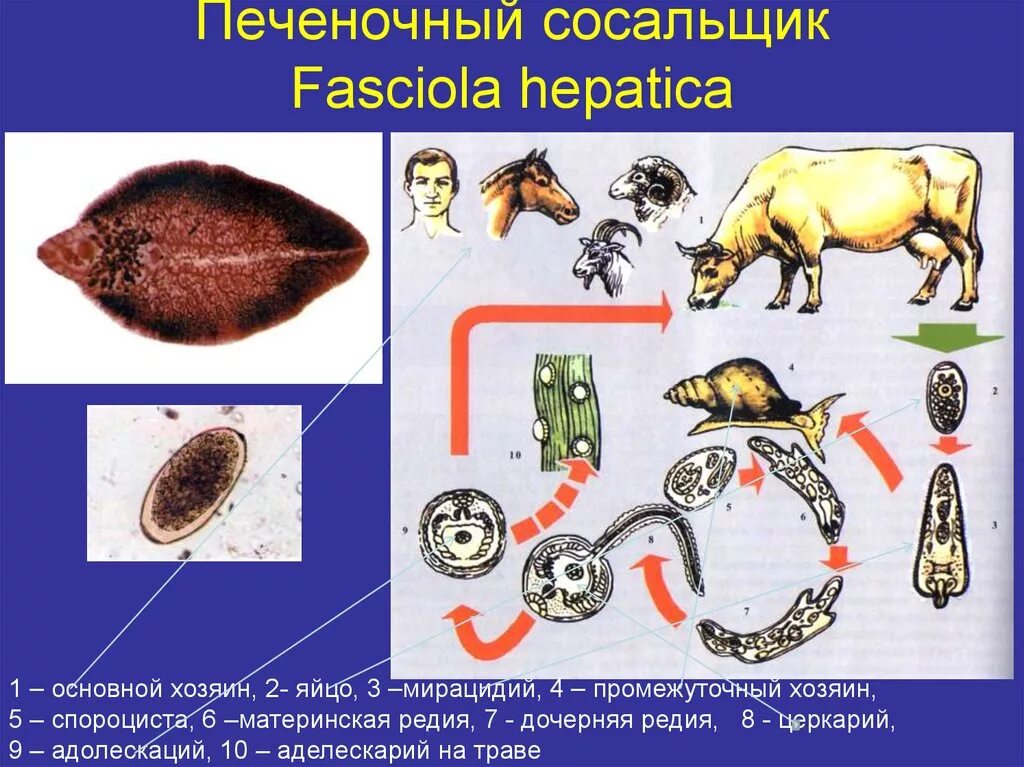 Печеночный сосальщик диагностика. Печеночный сосальщик возбудитель фасциолеза. Цикл развития сосальщика Fasciola. Печёночная фасциола промежуточный хозяин. Fasciola hepatica промежуточный хозяин.