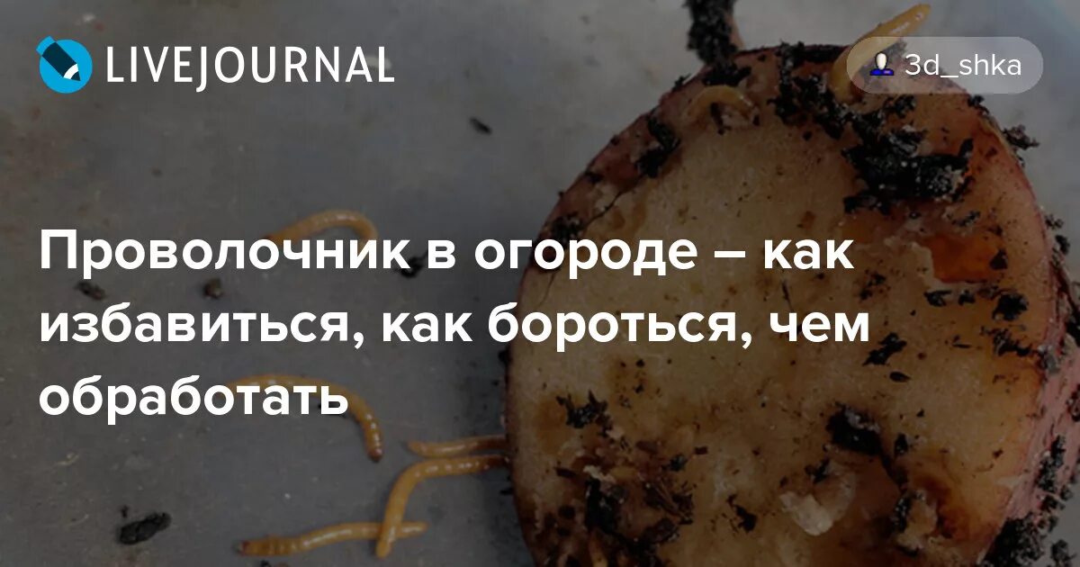 Как избавиться от проволочника. Проволочник в картошке откуда берутся. Проволочник в картошке как избавиться осенью.