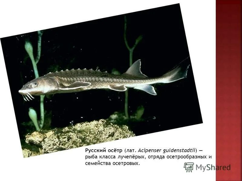 Осетровые описание. Отряд осетрообразные представители. Осетр каспийский белуга. Осетровые среда обитания. Осётр (отряд осетрообразные, семейство осетровые).