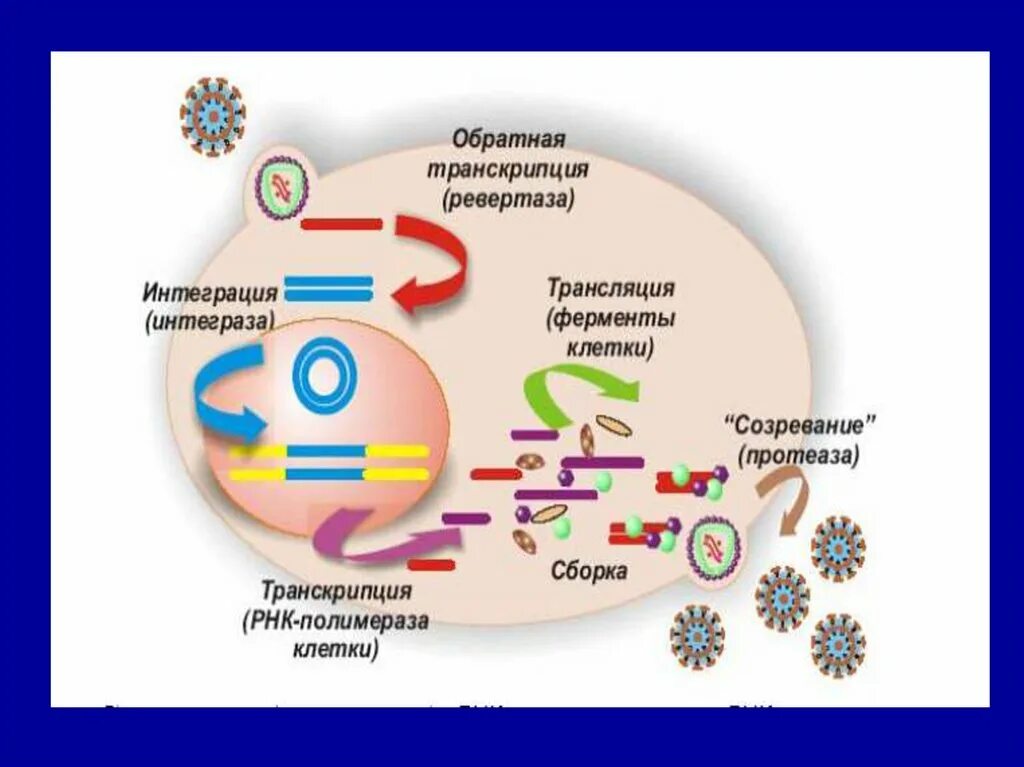 Вирусный транскрипция. Обратная транскрипция у вирусов. Обратная транскриптаза вируса. Механизм обратной транскрипции. Обратная транскрипция биохимия.