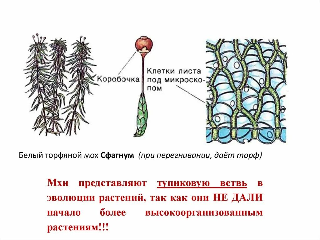 Сфагнум строение биология 7. Хлорофиллоносные клетки сфагнума. Классификация сфагнума болотного. Мох сфагнум.