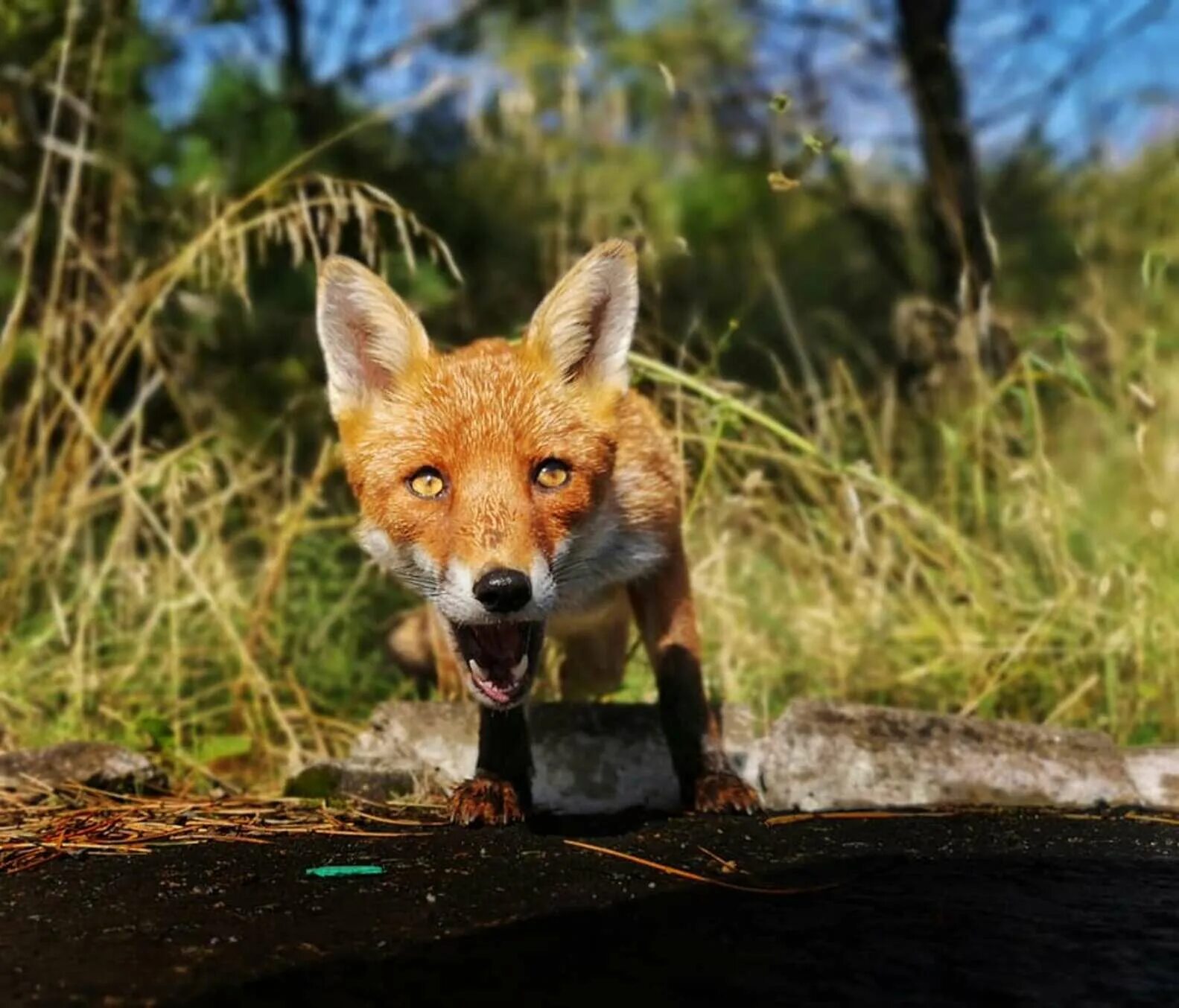 Ли сяо alice the fox лиса алиса. Лиса алиса лисяо. Ли сяо лиса. Лисичка думает. Лиса алиса ютуб лисяо.