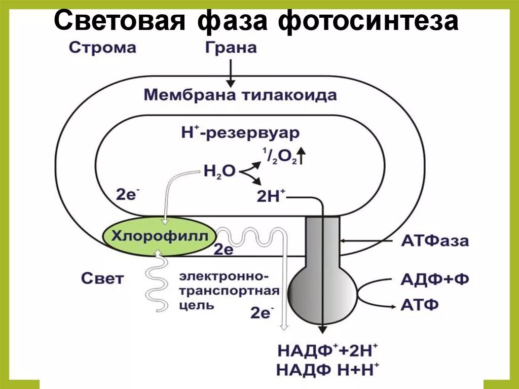 Происходит образование атф фаза. Световая фаза фотосинтеза 10 класс. Световая фаза фотосинтеза фотосистемы 1 и 2. Световая фаза фотосинтеза схема. Процесс фотосинтеза световая фаза схема.