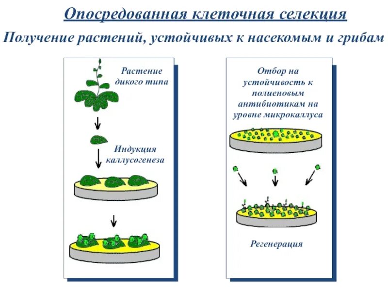 Клеточная биотехнология методы. Методы клеточной селекции. Методы биотехнологии растений. Основные способы клеточной селекции. Методы селекции и биотехнологии.