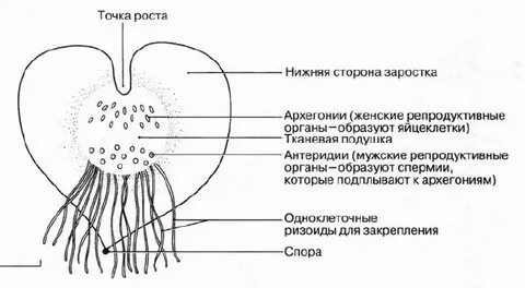 Какие клетки образуются из заростка