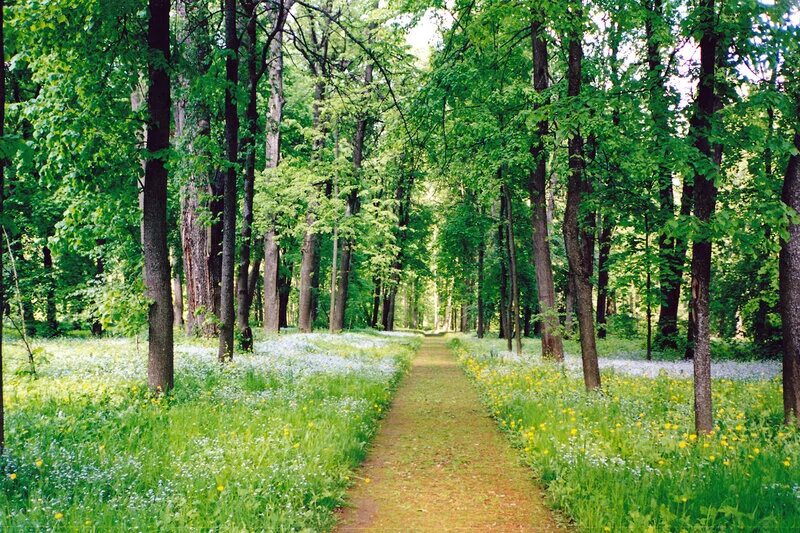 спасское-лутовиново усадьба. усадьба тургенева в орловской области. спасское лутовиново липовая аллея. спасское-лутовиново усадьба. тургенев спасское лутовиново парк.
