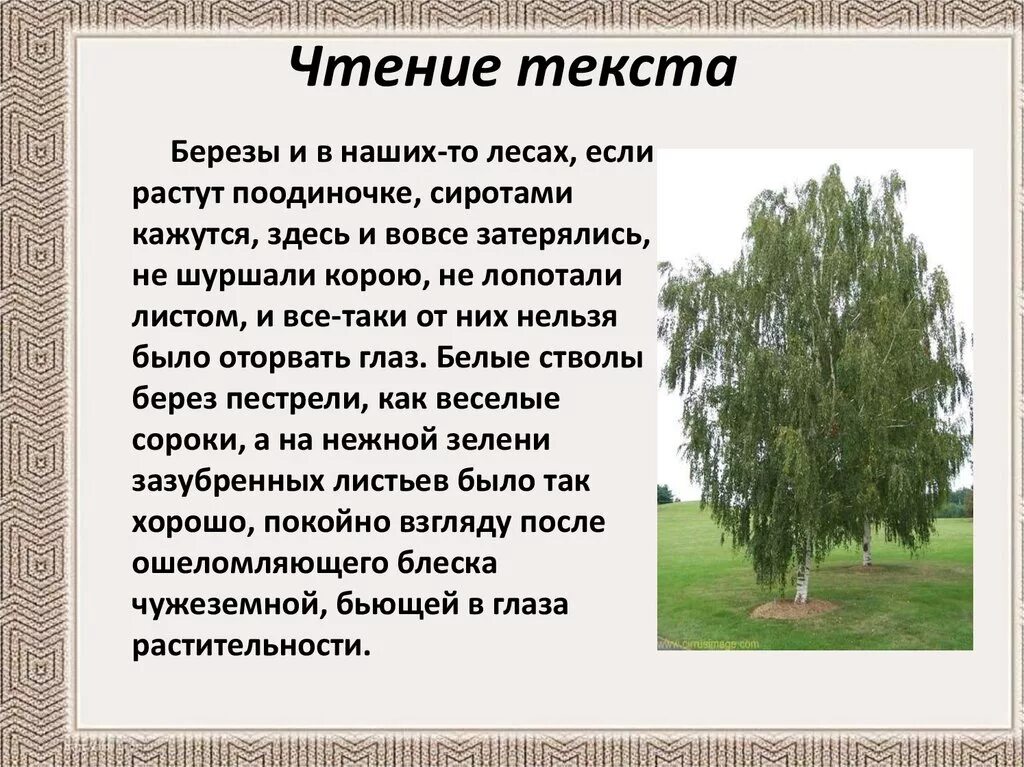 Сочинение люблю березку русскую. Рассказ о березе. описание березы. текст про березу. сочинение про березу.