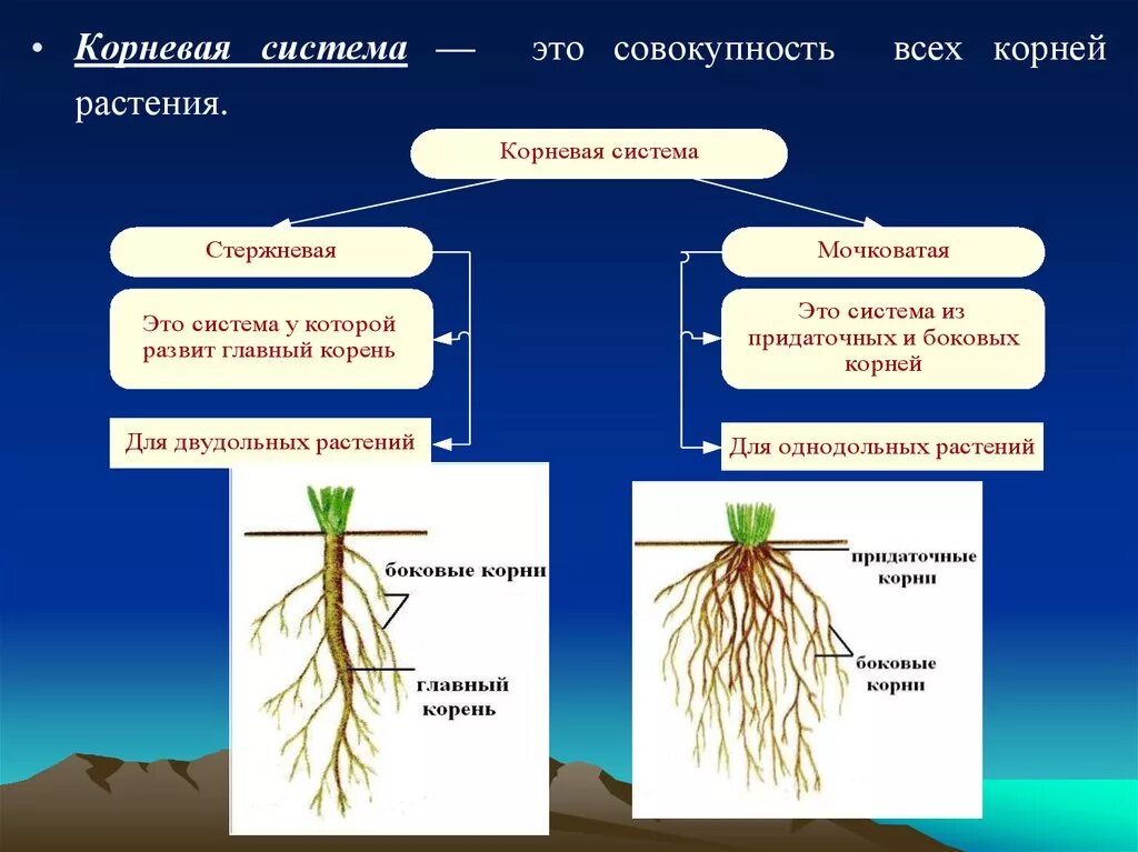 Стержневые и мочковатые корневые системы биология 6 класс. Мочковатая корневая система это в биологии 6 класс. Стержневая и мочковатая корневая система.