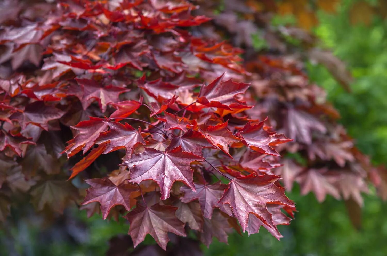 Клен краснолистный кримсон кинг. Кримсон фото. Кримсон фото. Клен остролистный acer platanoides. Клен остролистный acer platanoides.