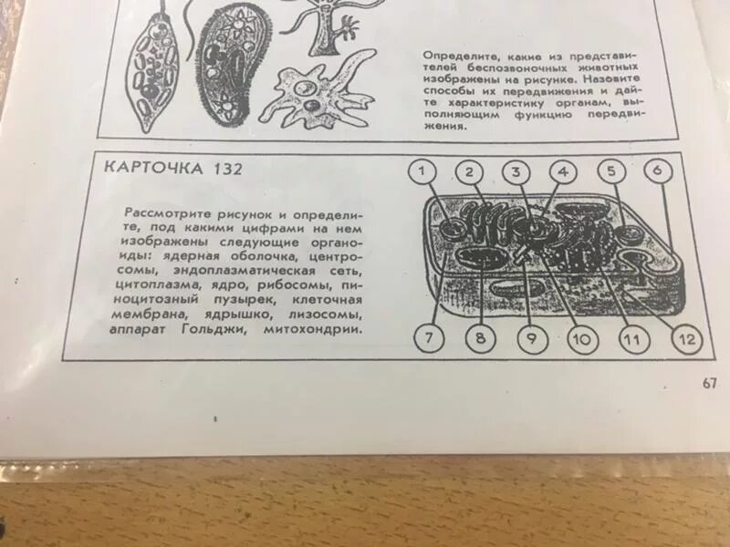 Рассмотри рисунок на котором изображен. Рассмотрите рисунок определите органоиды изображенные. Рассмотрите рисунок и определи под каким. Рассмотри рисунки и определи под какими цифрами на рисунке. Рассмотрите рисунок определите m.