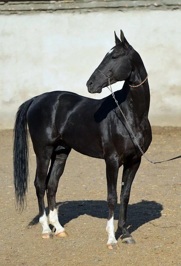 Рассмотрите фотографию коричневой лошади с черными ногами