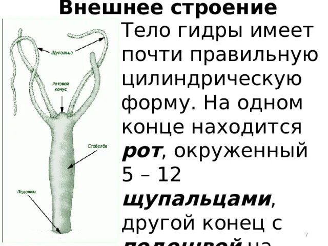 Картинки ОБЩАЯ ХАРАКТЕРИСТИКА ПРЕСНОВОДНОЙ ГИДРЫ