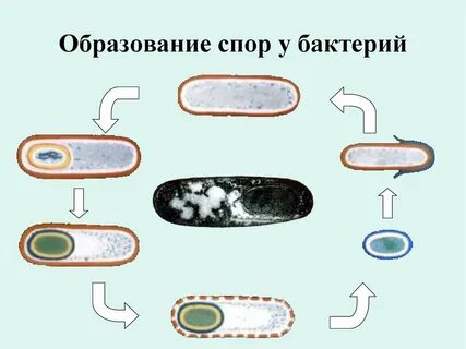 Споры бактерий это приспособление