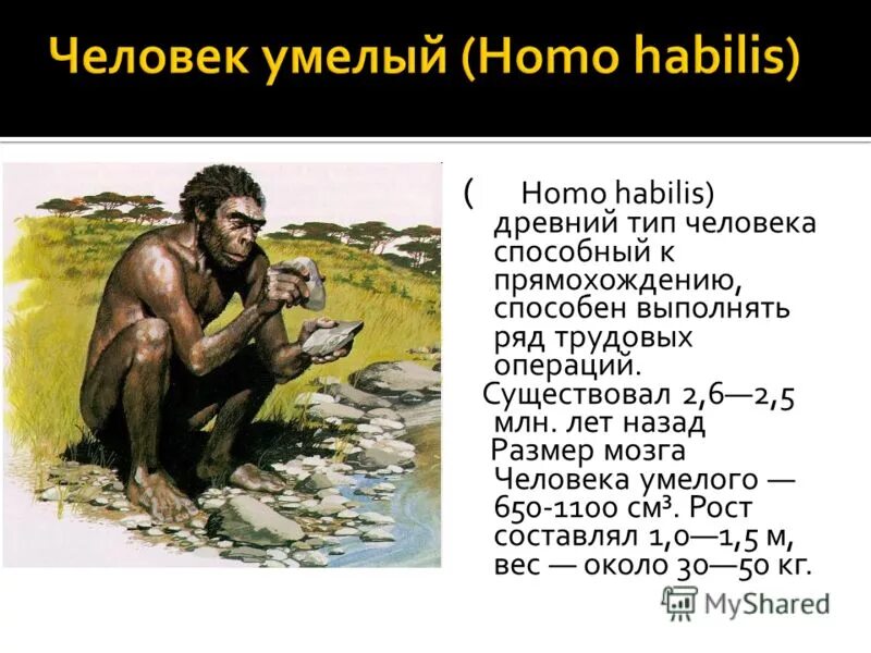 Австралопитек хомохабилис питекантроп. Человек умелый орудия труда. Хомохабилис первобытный человек. Человек умелый картинки. Человек умелый одежда.