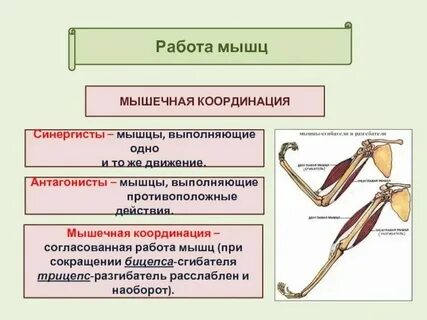 Что такое антагонисты в биологии