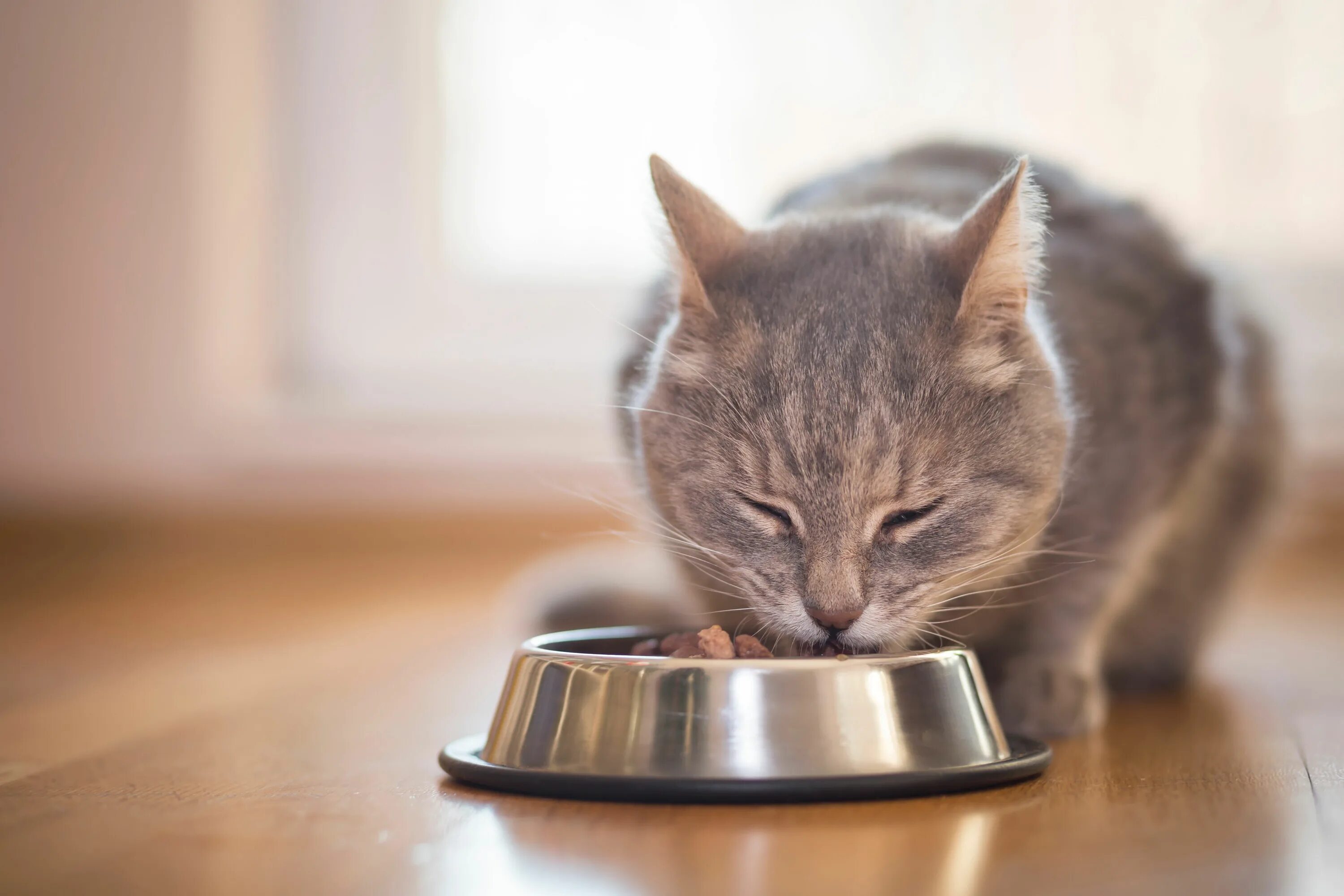 Миска для кота. Кошка ест корм из миски. Кот около миски. Кот ест из миски. Кошка постоянно пьет