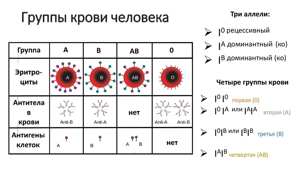 В чем разница групп крови