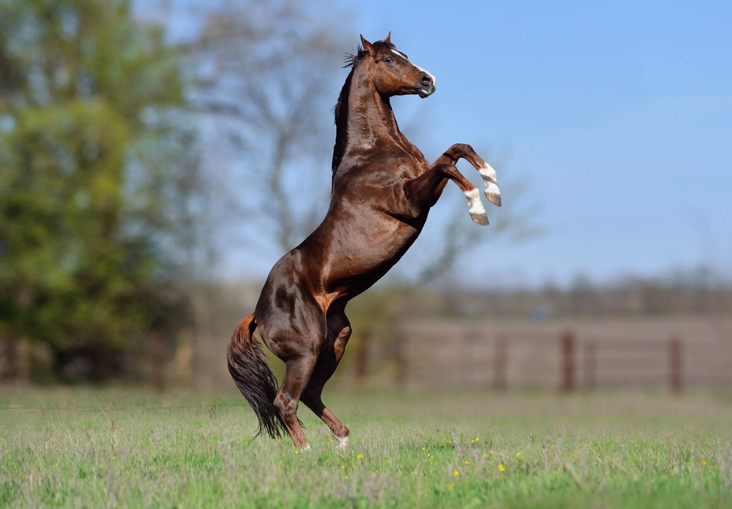 Гнедой Мустанг. Карабахский скакун. Лошадь гнедой Мустанг. Лошадь породы Мустанг.