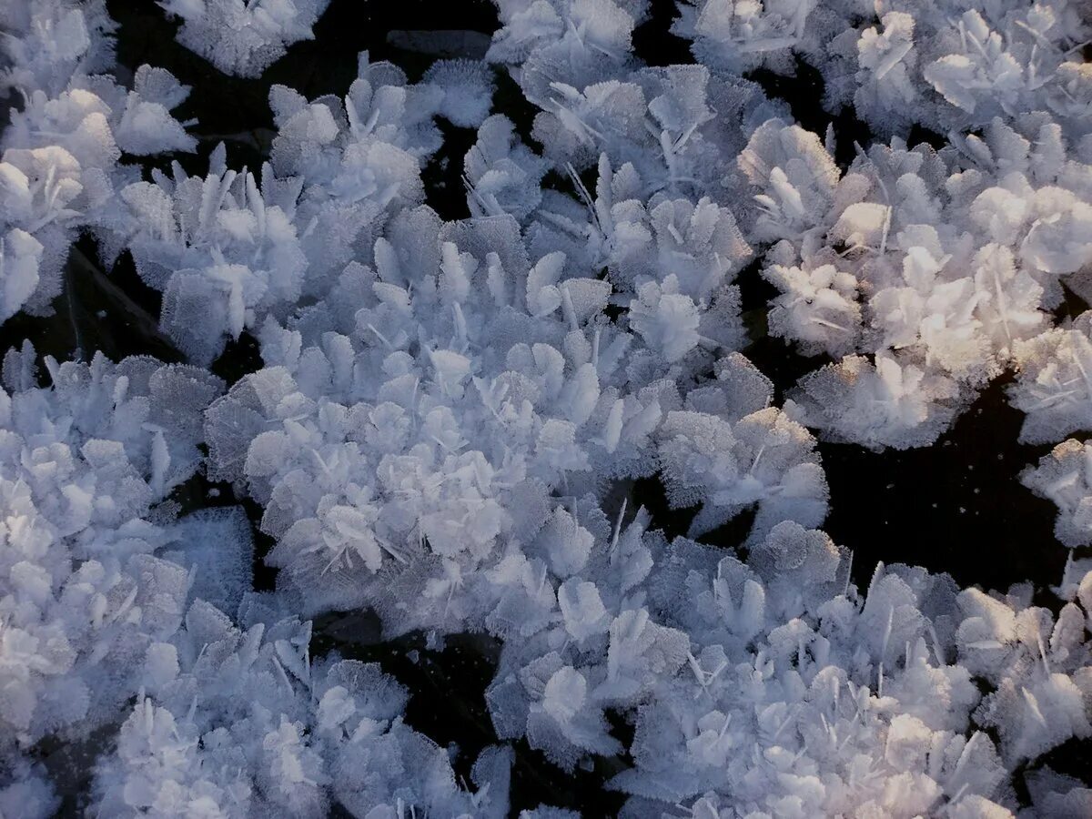 Ледяные цветы. "frost flowers" хэйлунцзян. Снежинки в природе. Ледяные цветы в северном ледовитом океане. Снежок многолетние цветы под снегом.