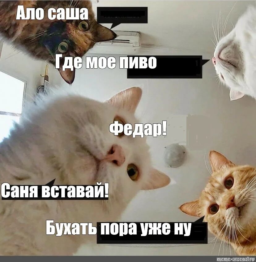 Ало май май песня. Популярные мемы с котами. Котик пора Мем. Саня бухает. Кот с пивом Мем.