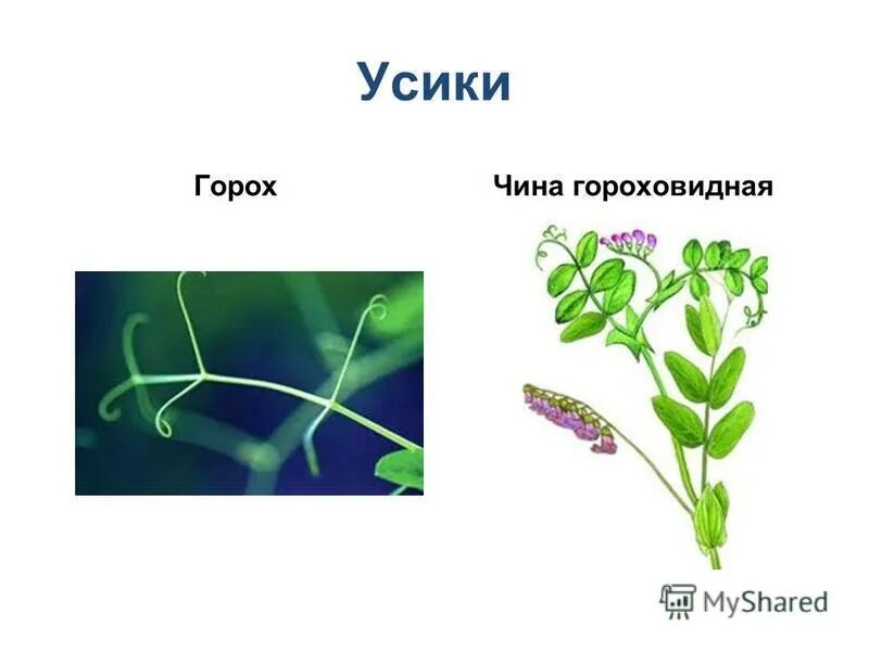 Усики винограда и усики гороха