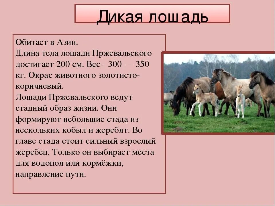 Описание лошадки. Сведения о лошадях. Лошадь краткое описание. Дикие лошади описание. Дикая лошадь красная книга.