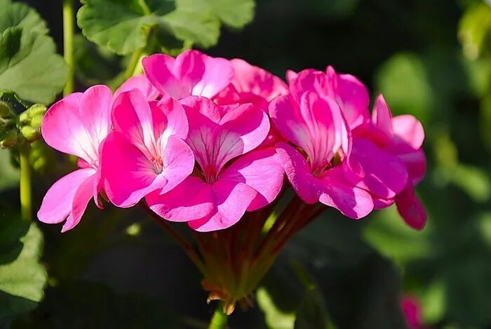 Феврония пеларгония фото. Пеларгония black knight pink. francis parrett пеларгония. majesta пеларгония.