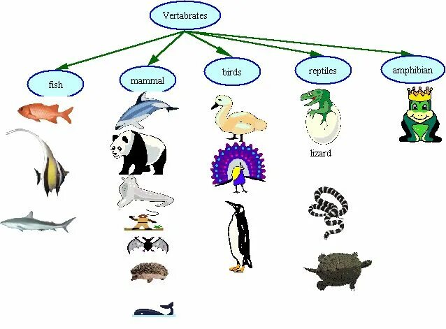 Млекопитающие рыбы. Млекопитающие рыбы птицы. Группы животных млекопитающие птицы рыбы насекомые. Насекомые млекопитающие птицы.