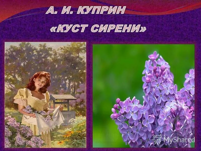 Куст сирени куприн. Куст сирени куприн иллюстрации. Куприн рассказ сирени. Куст сирени куприн. Сиреневый куст куприн.