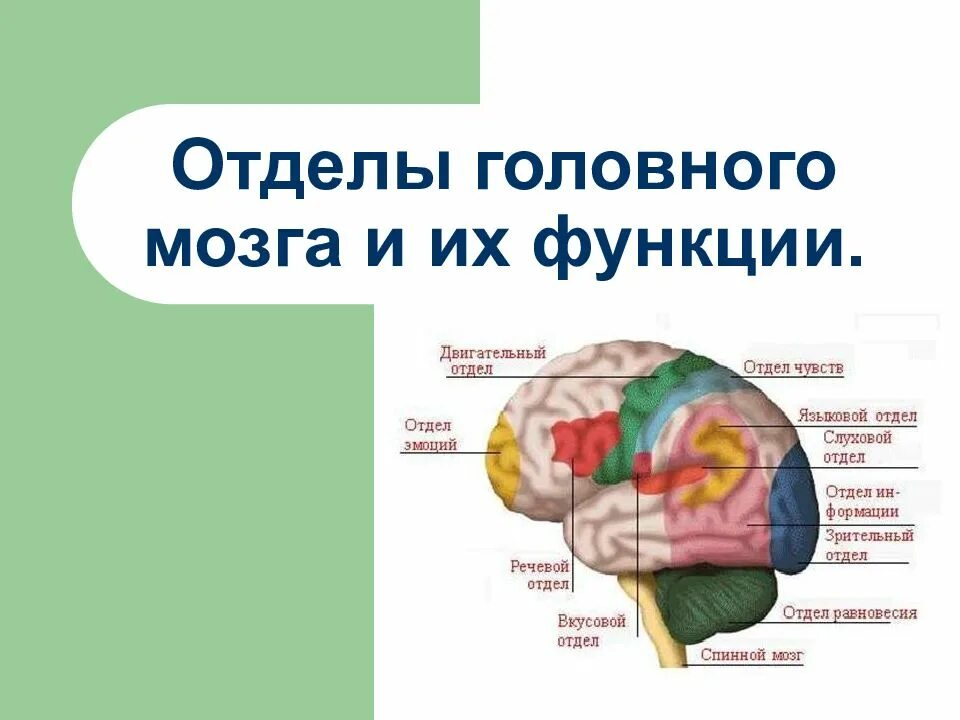 Отделы головного мозга и их функции. Отделы мозга и их функции головного мозга. Функции различных отделов головного мозга. Мозг строение и функции отделов. Головной мозг отделы их структуры и функции.