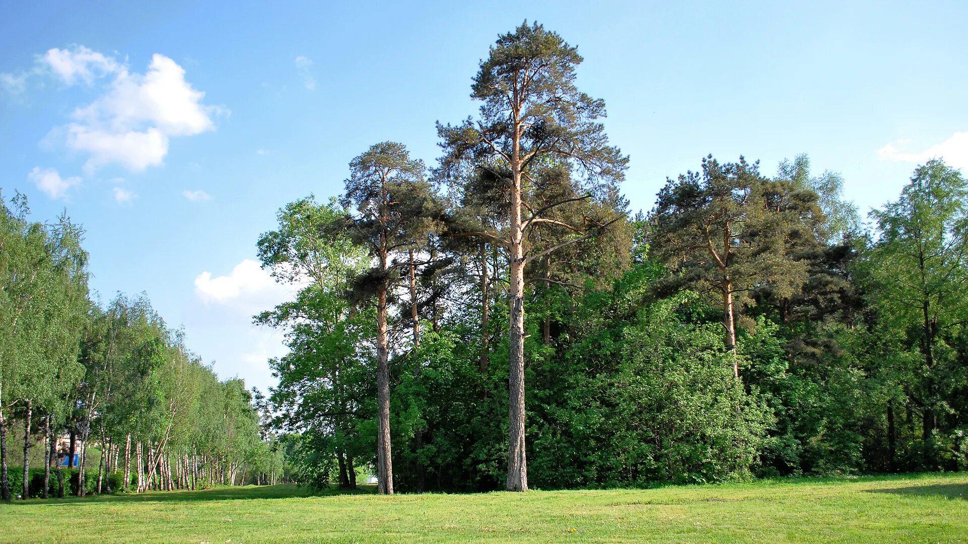 Заснеженный шиповник. Сосновый бор минусинск лес. Шиповник бесшипный вниви. Сосновый бор опушка. Опушка соснового леса цветы колючего шиповника.