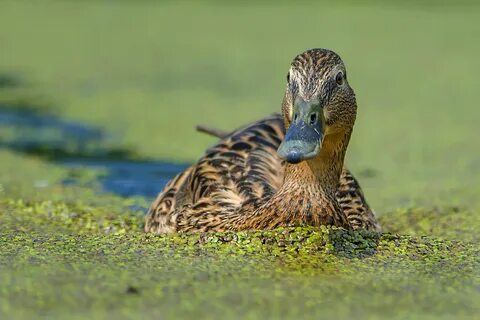 Животные болот