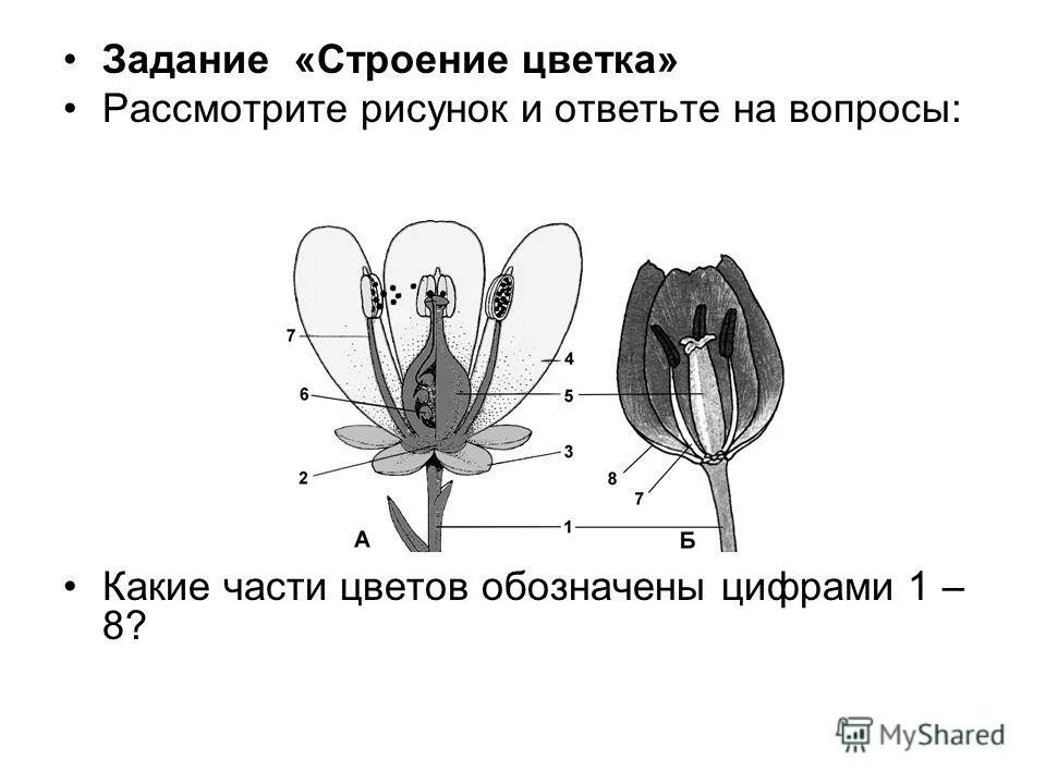 Строение цветка рисунок. Основные части цветка вишни и тюльпана. Строение цветка задание. Задание по строению цветка. Задание 1 строение цветка.